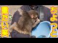 【食いしん坊】バケツに入っちゃった！重さに耐える飼育員パパ😅