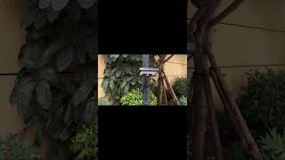 Solar LED Tripod Light with Motion Sensor - Adjustable Angle &amp; Easy Setup |Outdoor Lighting Solution