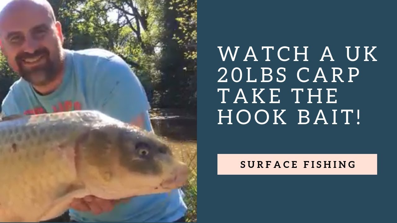 Surface fishing for carp with dog biscuits YouTube