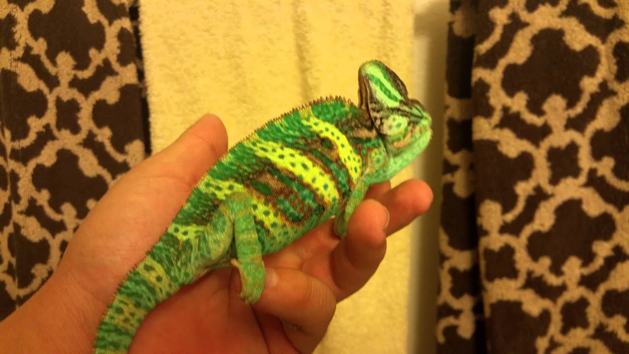 Do Veiled Chameleon Change Colors?