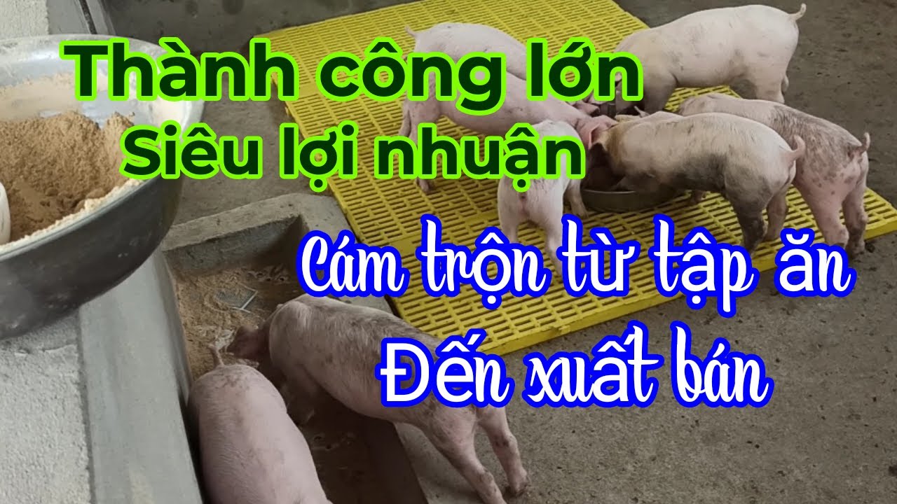Chia sẻ thành công lớn| Chăn nuôi heo siêu lợi nhuận|Cám trộn từ tập ăn đến xuất bán ☎️0372225255
