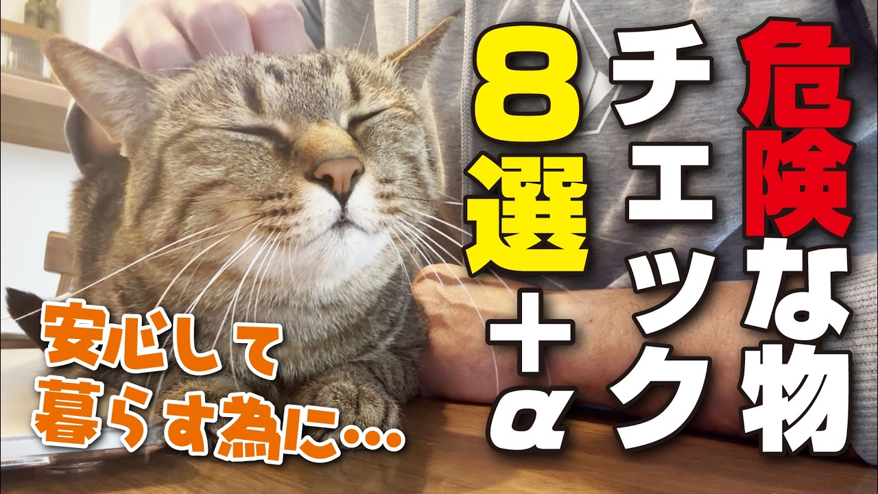 That might be dangerous!?] After 10 years of owning cats, I tested