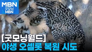 [굿모닝월드] 야생 오셀롯 복원 시도 [굿모닝 MBN]