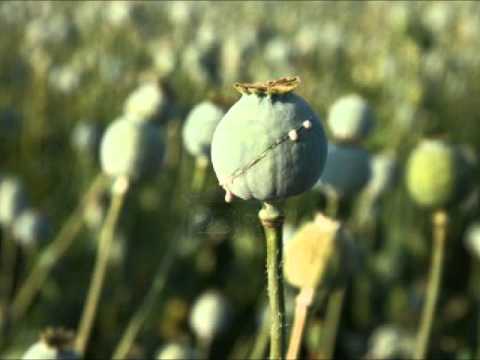 THE UNCATCHABLE - SWEETEST BITCH