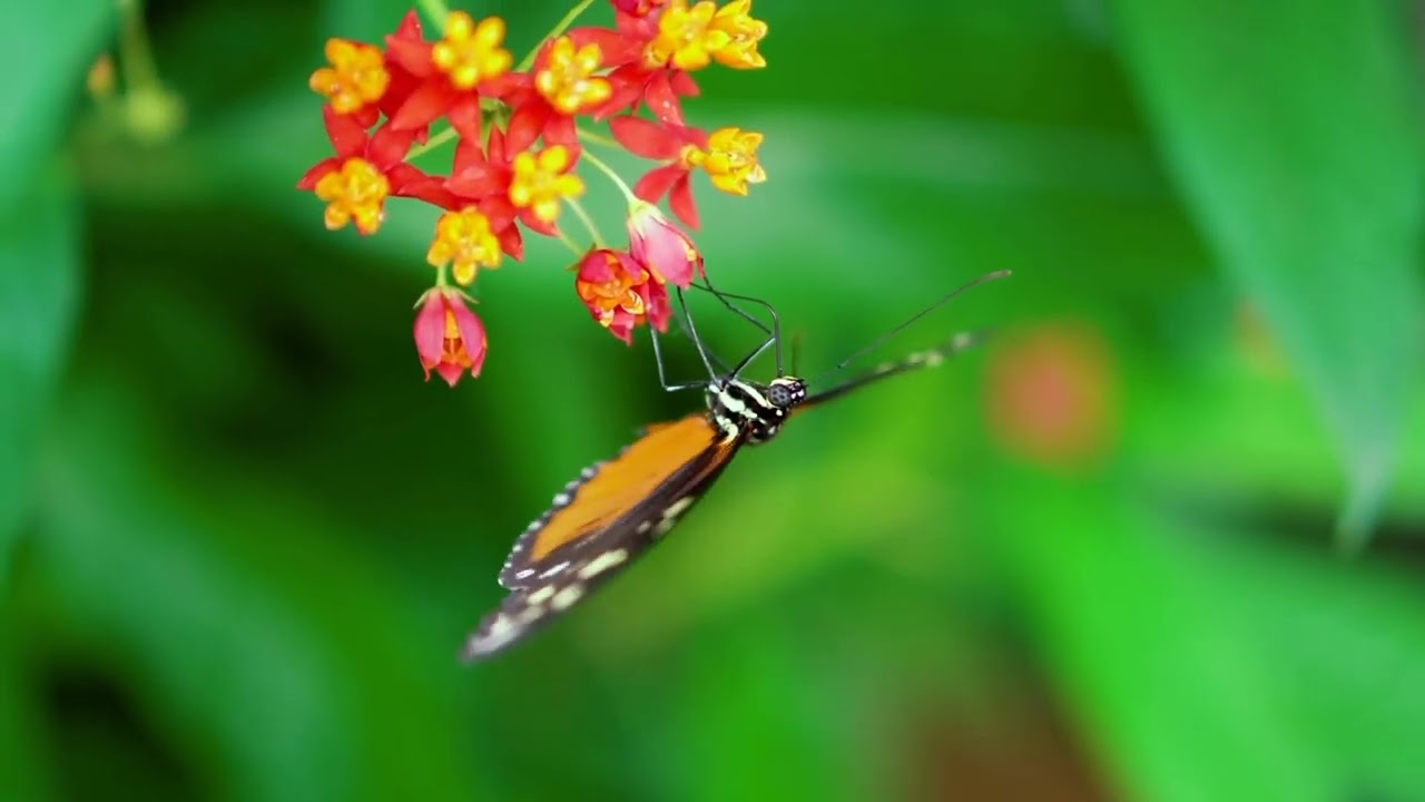 Beautiful Butterfly Videos | Butterfly Video | PetnWild Animals
