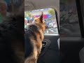 Dog enjoying car ride  shorts viralshorts  honey the pyaari