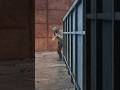 «НОВЫЙ ВЫХОД» НА ЗАВОДЕ в Escape From Tarkov #escapefromtarkov #tarkov #тарков #shorts #завод #баг