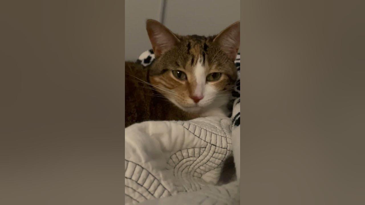 this-is-my-bed-sleepycat-youtube