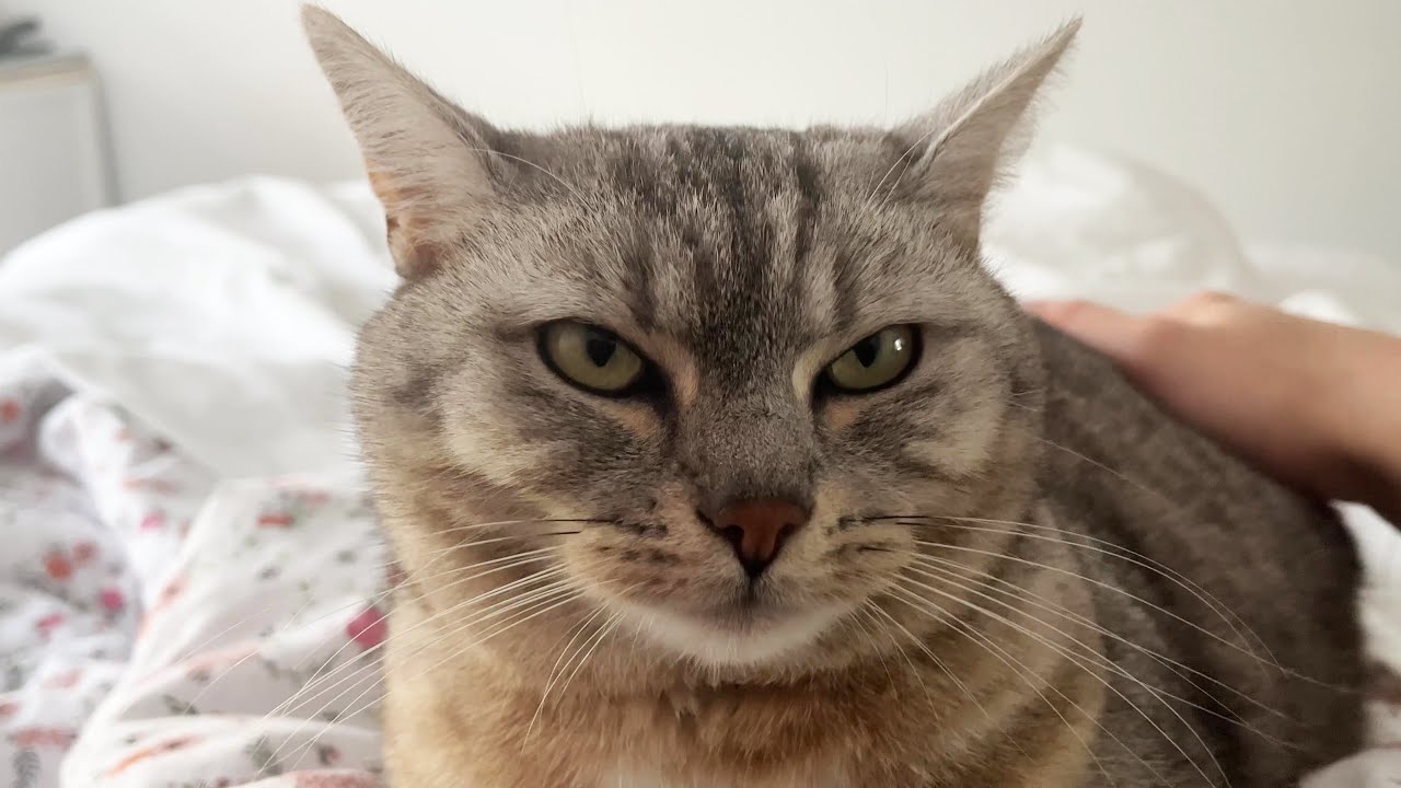My Purrs Are Loud And Cute YouTube my purrs are loud and cute youtube