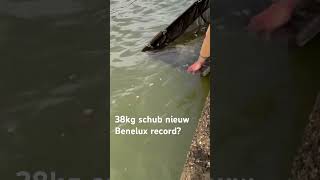 38kg schub een nieuwe Benelux record? Check hem snel op onze socials! #CarpFeeling