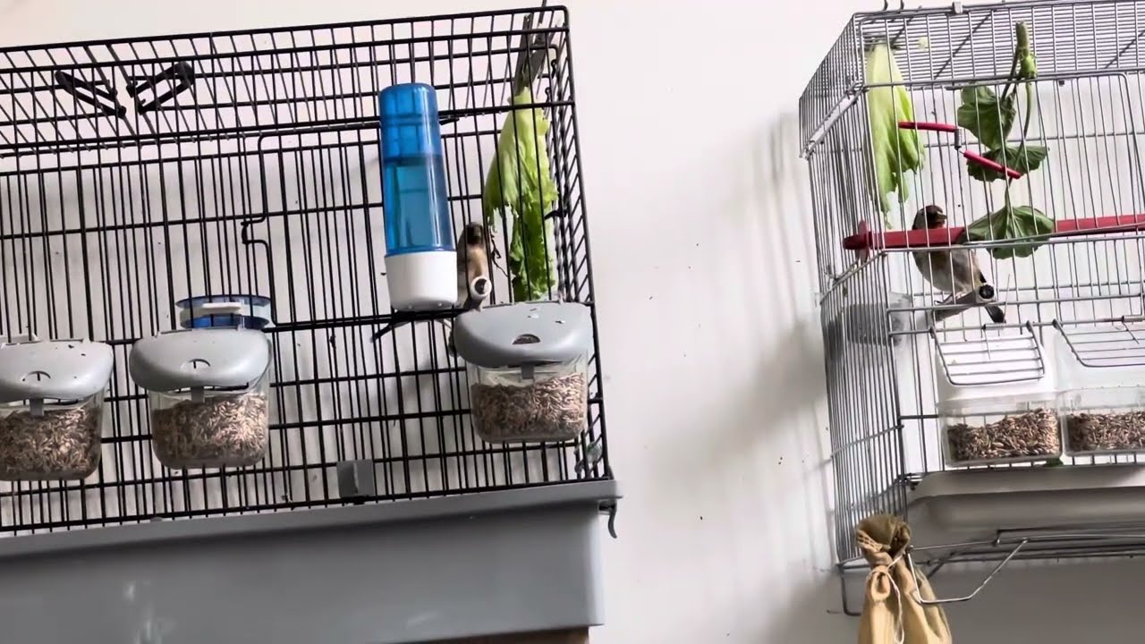 ‏كيف تتعامل مع فترة الراحة للحسون إلى مرحلة التجهيز ￼2023￼