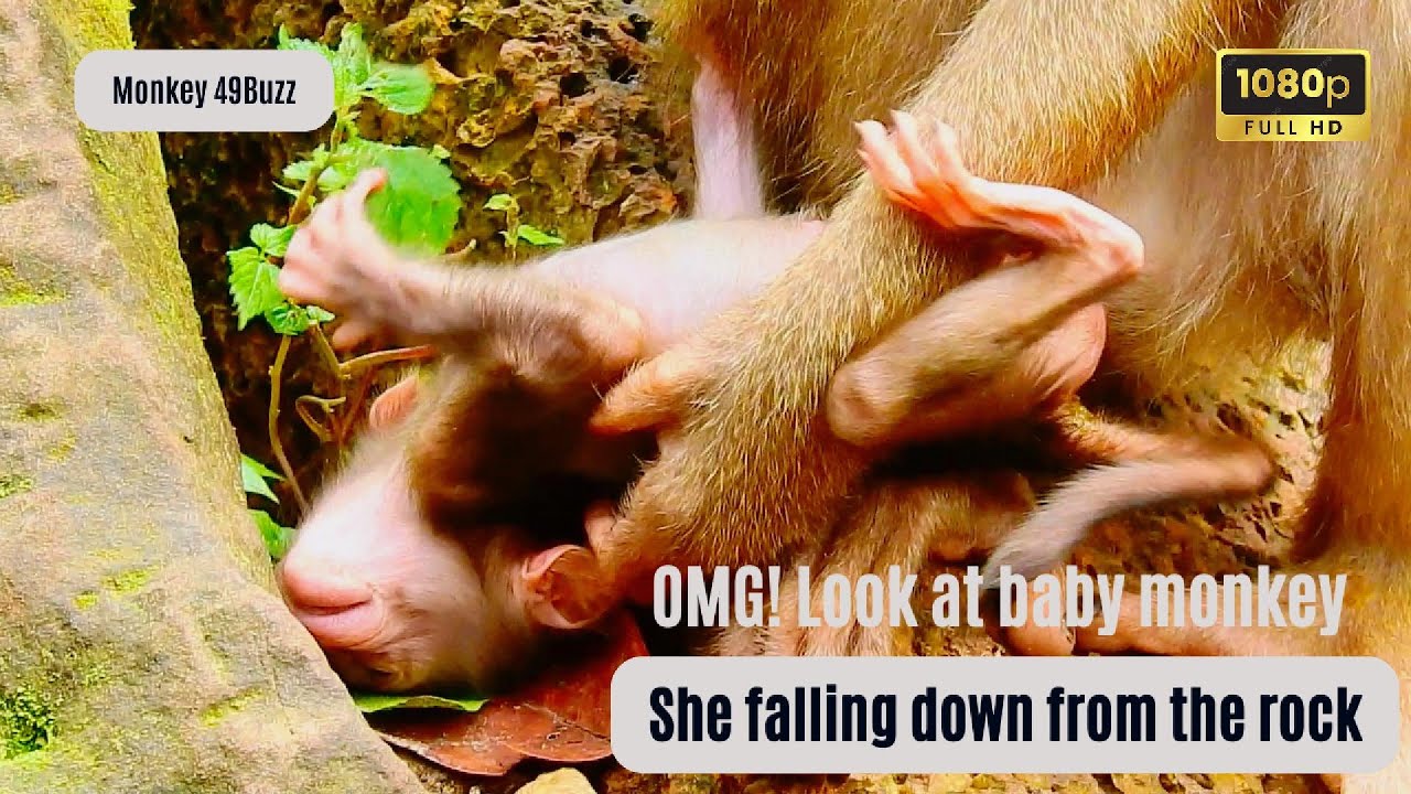 [OMG!] When she tries to walk by herself, the newborn monkey falls down ...