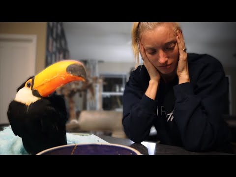 My Toucan Has Diabetes 😭💔 | Signs of Diabetes in Toucans