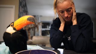 My Toucan Has Diabetes 😭💔 | Signs of Diabetes in Toucans