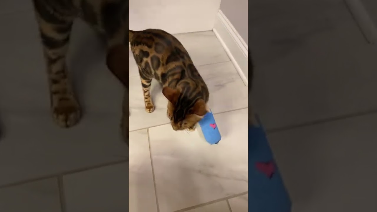 Judah The Bengal Cat Learning to Walk in a Cast after Breaking His Leg