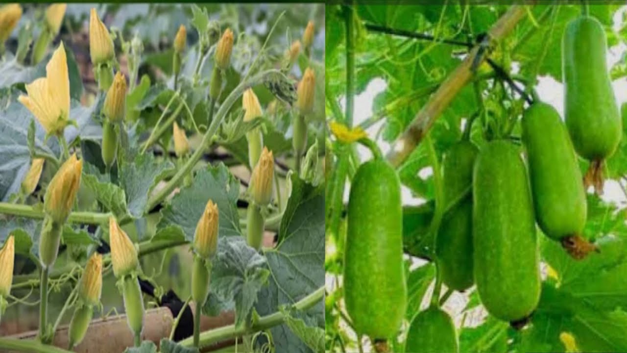  কোমোৰা খেতি। বৰ্তমান সময়ত কৰিলে প্ৰতি বিঘাত কমেও 2 লাখ বিকিব।