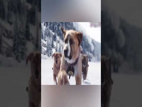 कुत्ते की समझदारी 😮 | #shorts #shortvideo #dog