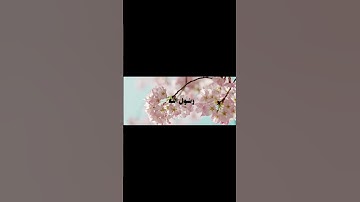 آيات من سورة النساء | القارئ محمد ايوب #quran #قرآن #قران_كريم #محمد_ايوب #راحة_نفسية