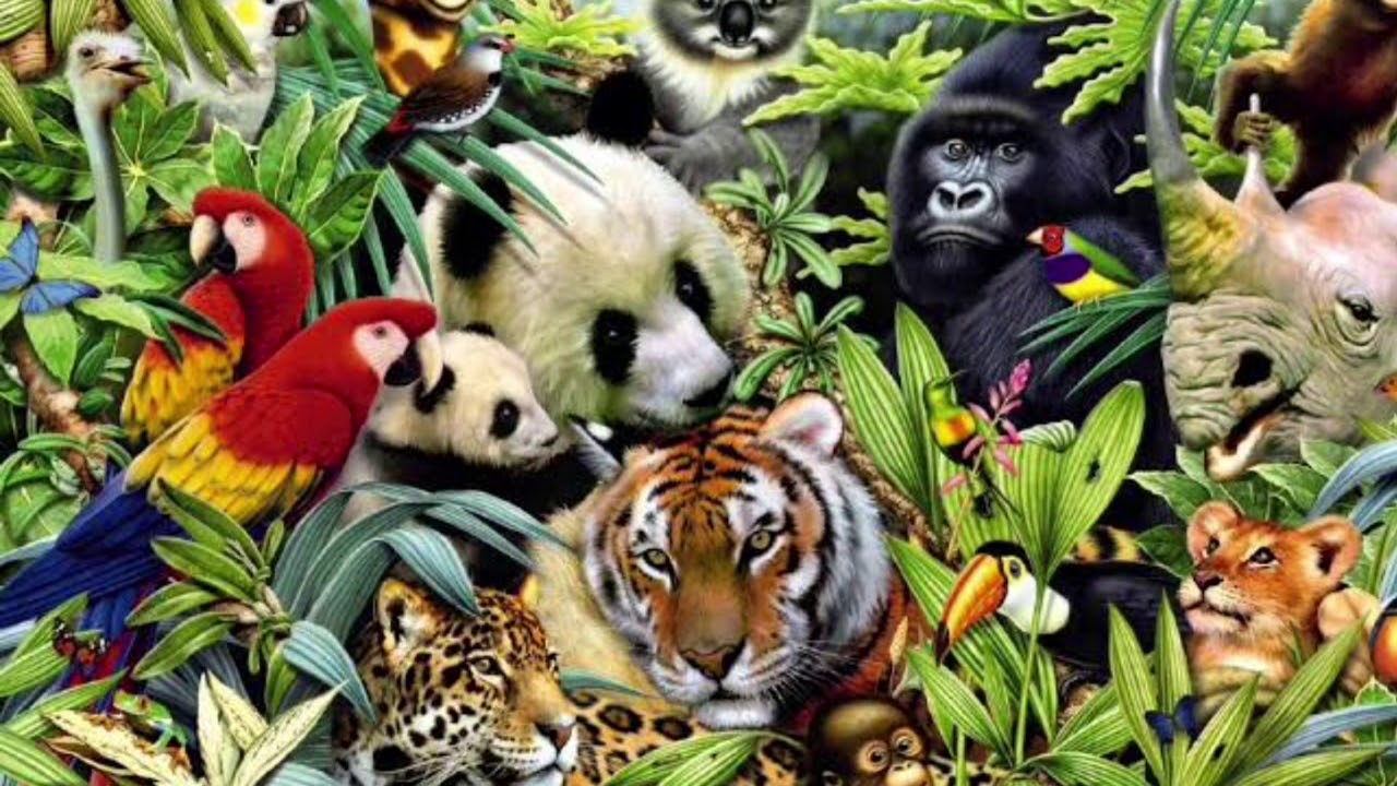 Где много звери. Разные животные. Много зверей. Животные джунглей. Обитатели джунглей для детей.