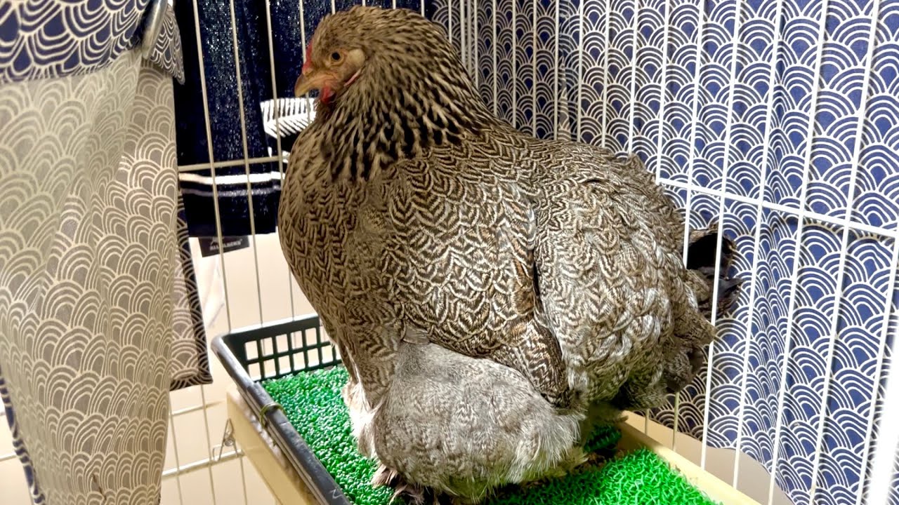 高齢ニワトリが命をかけて産卵に挑んだ結果