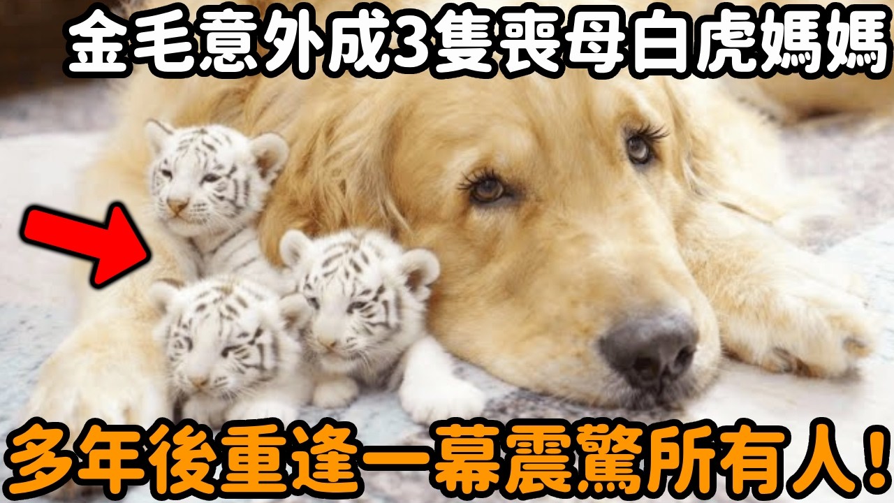 金毛意外成了三隻喪母小白虎的媽媽，小傢伙總喜歡每天粘著狗媽，多年後重逢的一幕震驚了所有人！#狗狗 #金毛 #白虎 #跨物種 #救助 #動物情感 #心靈暖流 #動物故事 #真實故事 #心靈飼養員