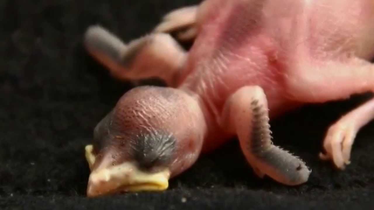 A Sparrow Rescue Documentary