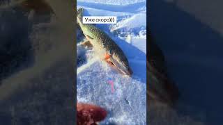 скоро зимняя рыбалка