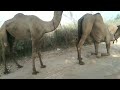 camel mating ||ops camel breading