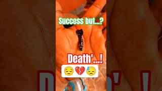 Full Black Guppy Breeding Project: Success &amp; Heartbreak (Male Died) #shortsfeed