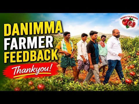 Danimma Farmer Feedback Thank you! || Pomo farming || Pomegranate farming Telugu