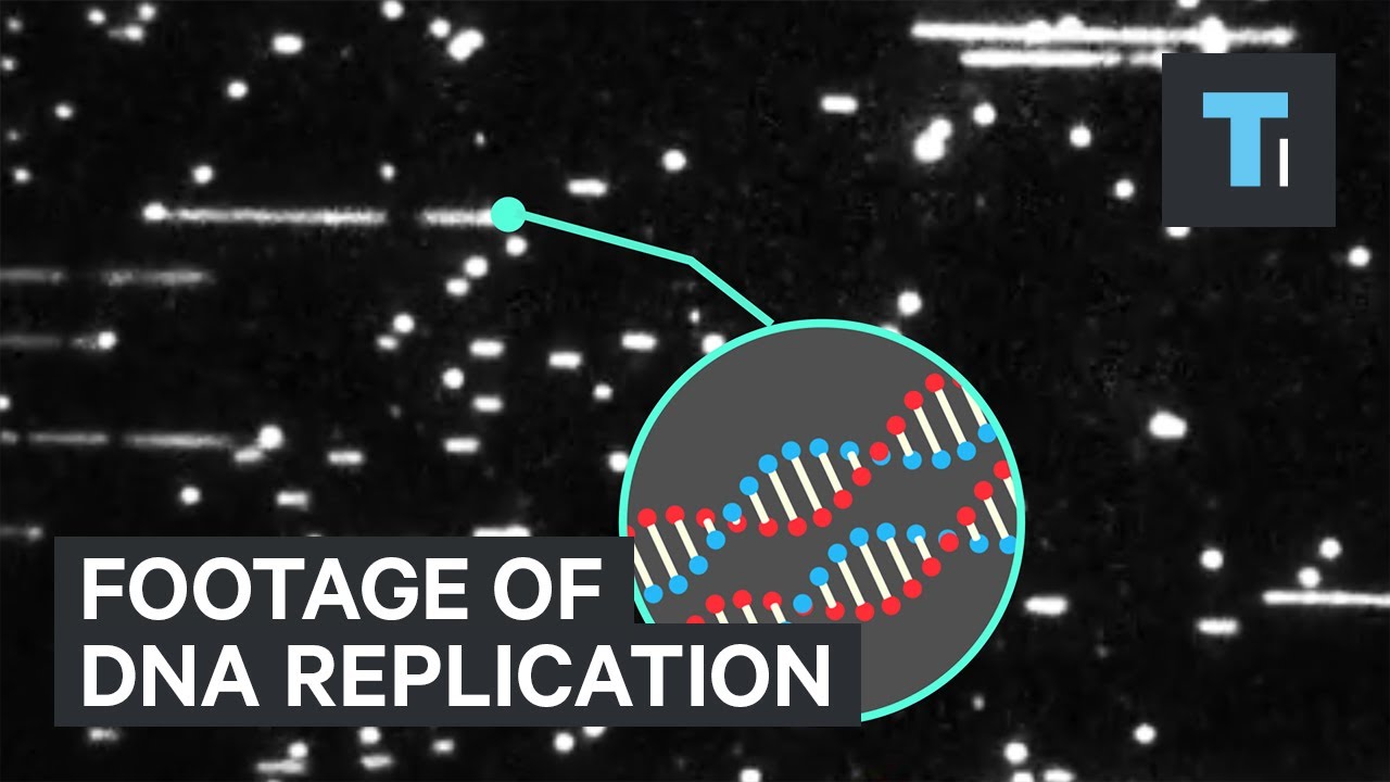 bacterial transformation First ever close-up footage of DNA replication will have experts rewriting science textbooks
