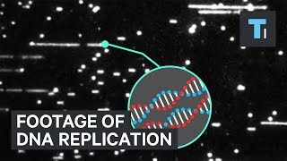 First Ever Close-Up Footage Of Dna Replication Will Have Experts Rewriting Science Textbooks