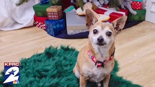 Houston Nonprofit Delivering Adoptable Pets this Christmas