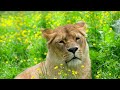 40 Wild Animals Name in English | Wild Animals for Kids | Learn Animal Names