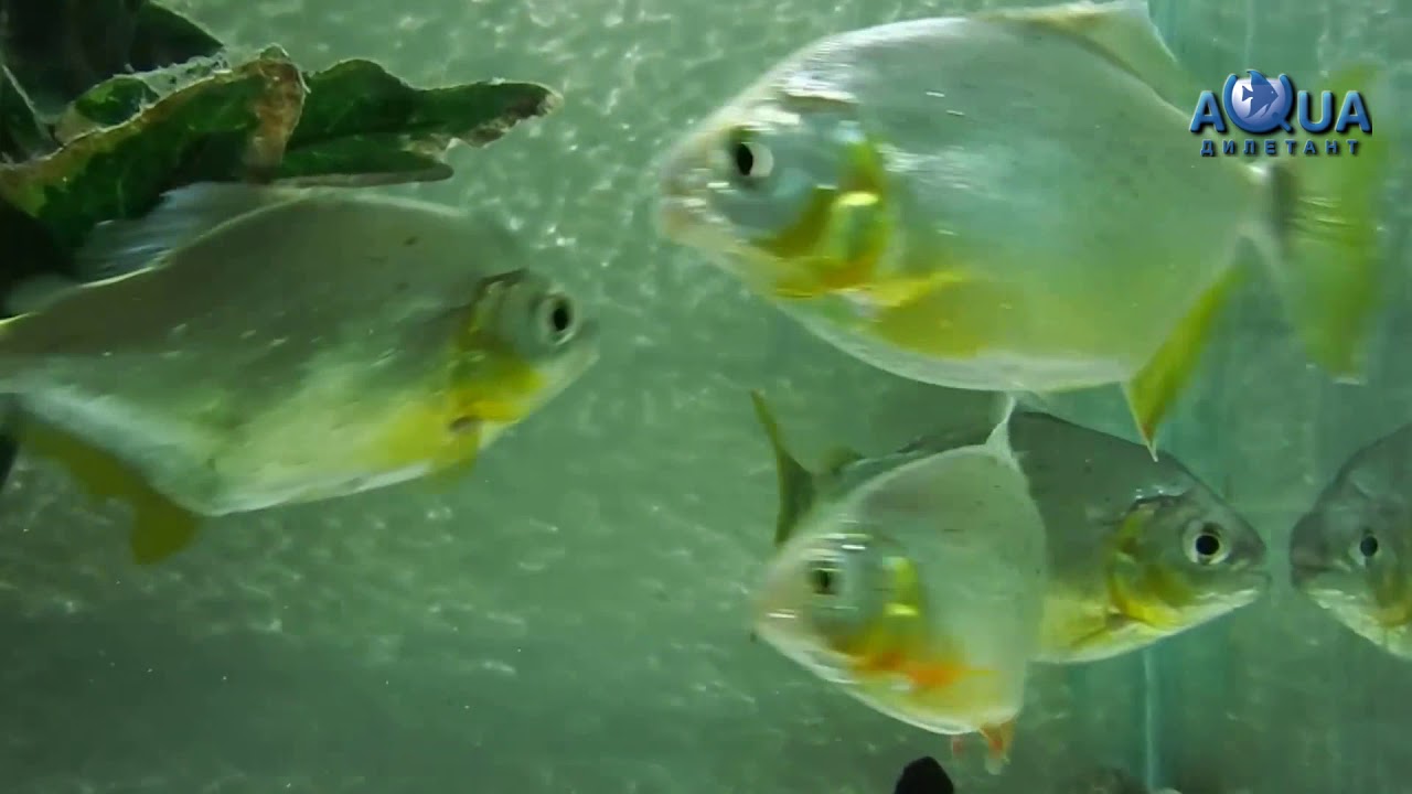 Pygopristis denticulata