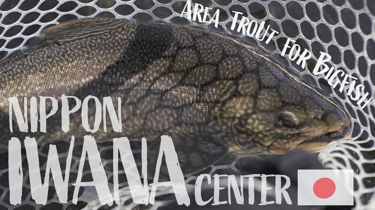 【真冬の管理釣り場】ビッグトラウト釣りたいならやっぱシャインライドでしょ！ - 日本イワナセンター