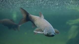 The Asian Carp: An Invasive Species