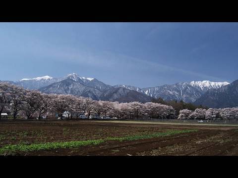 眞原桜並木 Row Of Cherry Blossom Trees In Sanehara Shot On Red One Youtube 眞原桜並木 Row Of Cherry Blossom Trees In Sanehara Shot On Red One Youtube