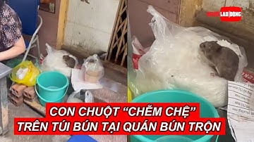 Con chuột "chễm chệ" trên túi bún tại quán bún trộn | Báo Người Lao Động