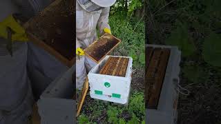 Apimaye Ergo Insulated Hive Review.