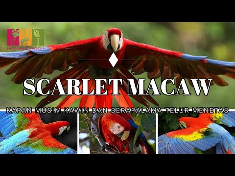 Video: Panduan untuk Memiliki Macaw Scarlet