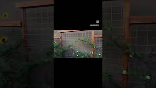 Recent footage of our garden. Everything’s growing so well!! #ucanbuildthis Subscribe for more!