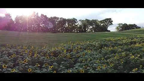 Schwirian Farm Sunflower Festival 2020