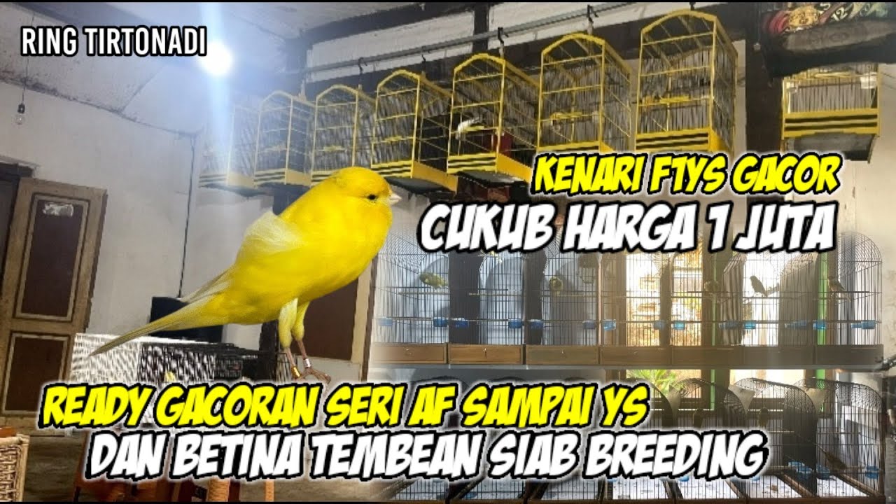 Ready Gacoran Af Sampai Ys Di Kandang Ring Tirtonadi #kenarigacor #kenari