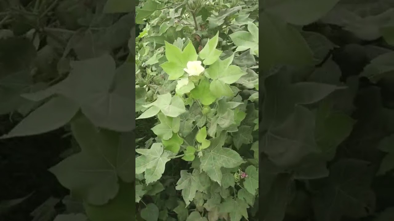 فومی پتہ والی 333 اور دوسری لائن یعنی وریٹی میں فرق 03410606423