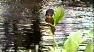 Aventura Deltaica . Venezuela. Delta Amacuro ...Oscartucupita
