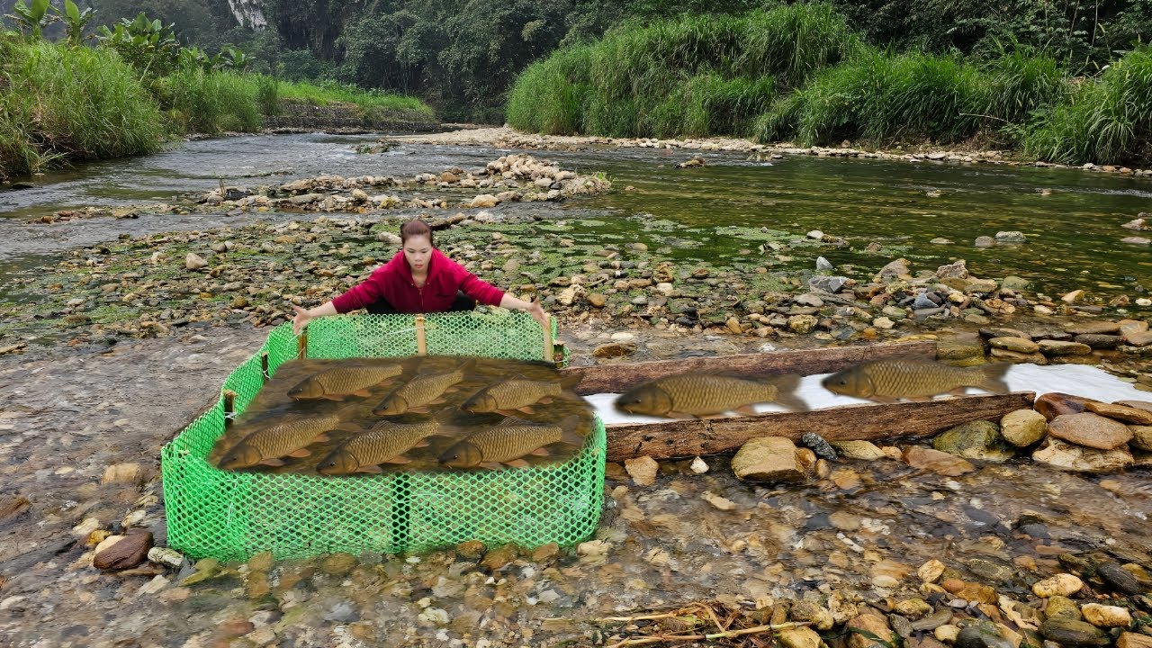 The girl caught a large haul of fish in the stream using a trap she had ...
