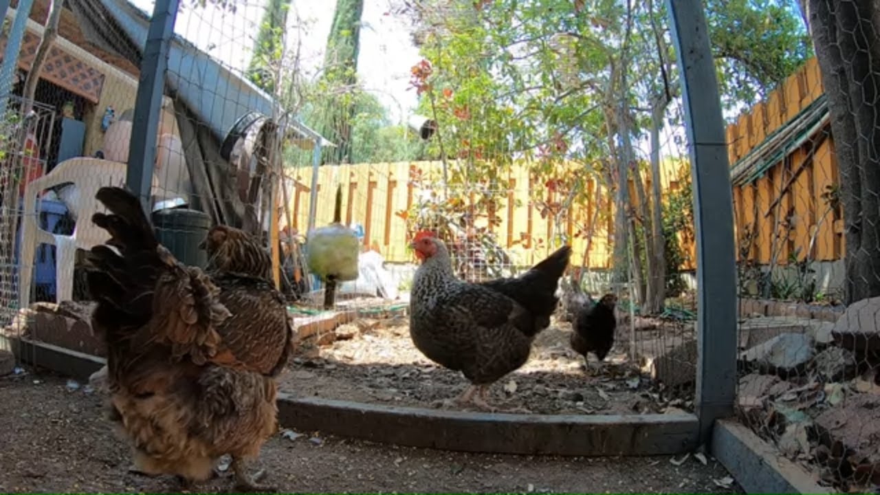 Backyard Chickens Play With Hanging Cabbage Ball! Hens Clucking