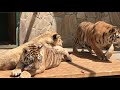 Львенок-говорун сильно вырос! Тайган Talking lion cub has grown a lot! Taigan