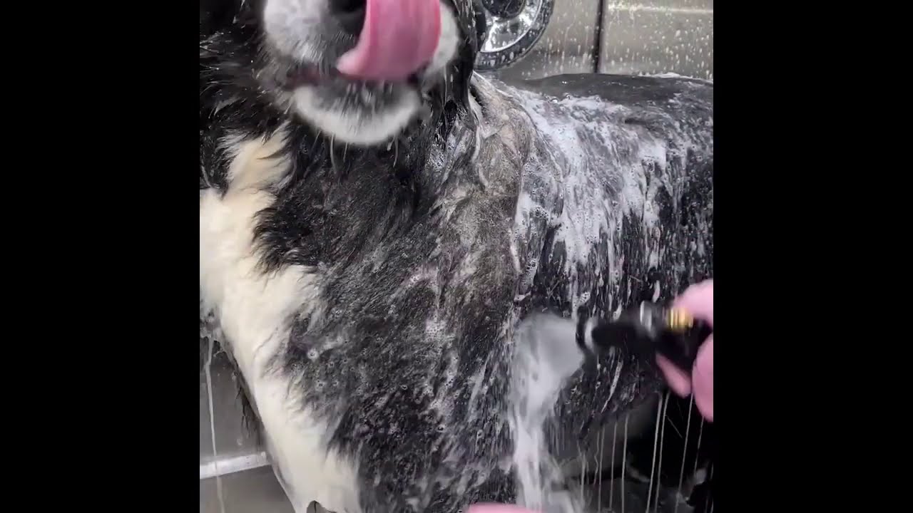 LaLa's Premium Pet Shampoo using a Wag'n Tails Super Sudser